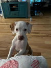Paige - Preppy Pup Litter