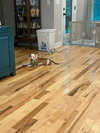 Paige - Preppy Pup Litter