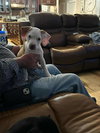 Paige - Preppy Pup Litter