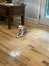 Paige - Preppy Pup Litter