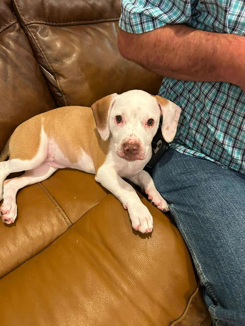 Paige - Preppy Pup Litter