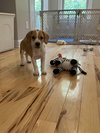Piper - Preppy Pup Litter