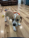 Piper - Preppy Pup Litter