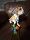 Piper - Preppy Pup Litter