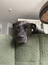Pepper