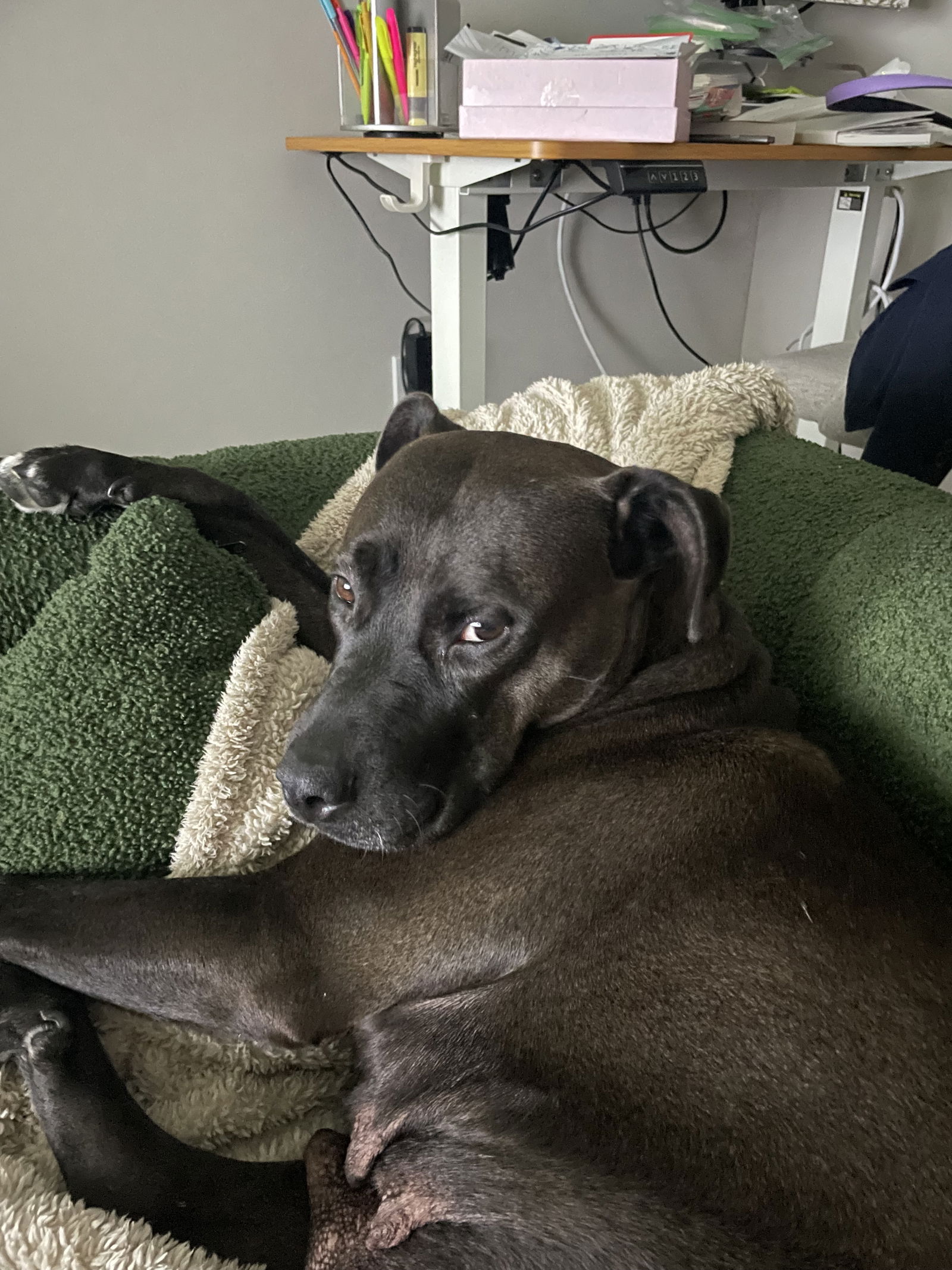 adoptable Dog in Holly Springs, NC named Pepper