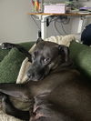 adoptable Dog in  named Pepper