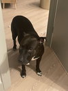 Pepper