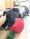 Pepper