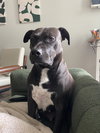 Pepper