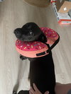 Pepper
