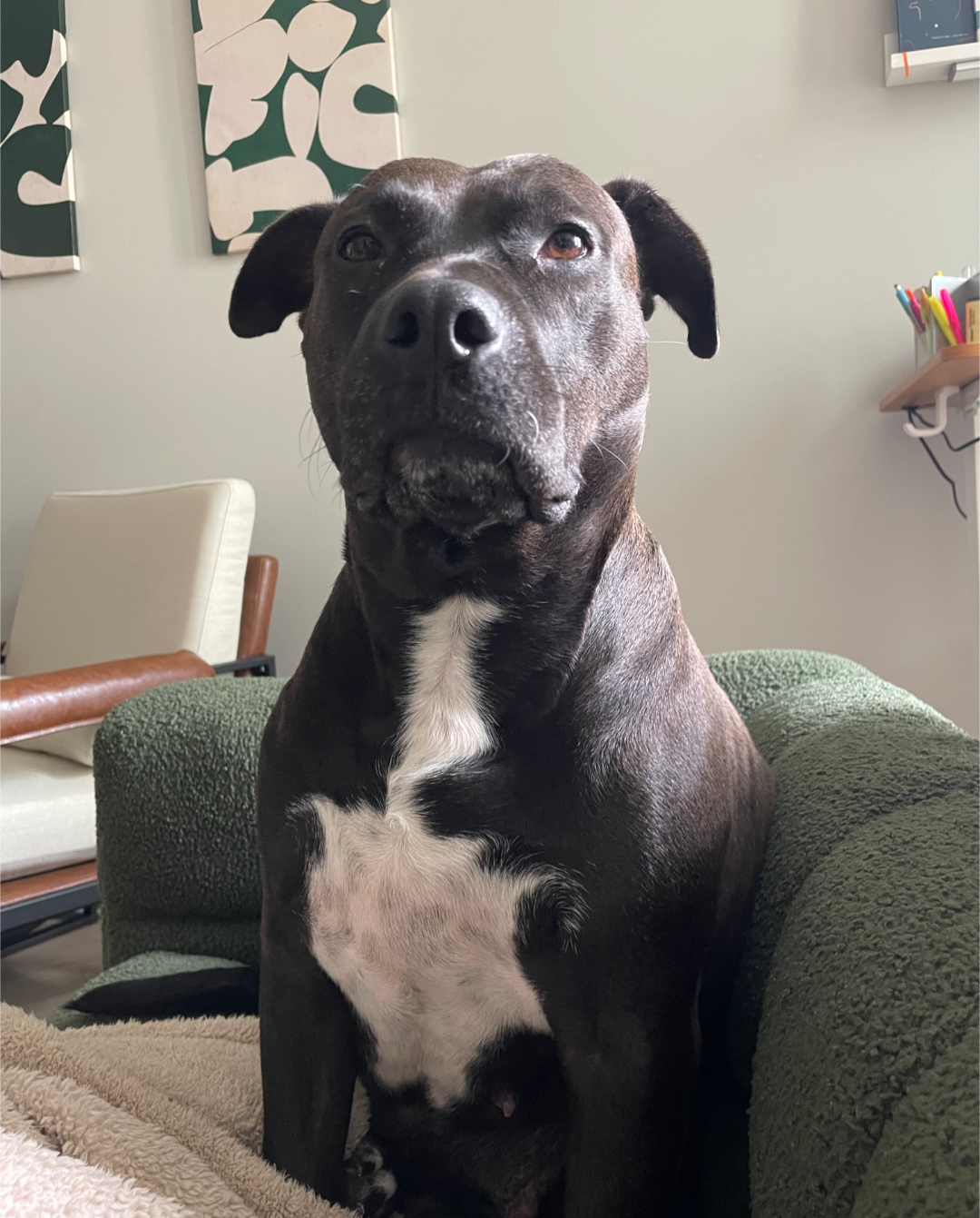Pepper Image