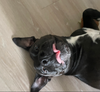 Pepper
