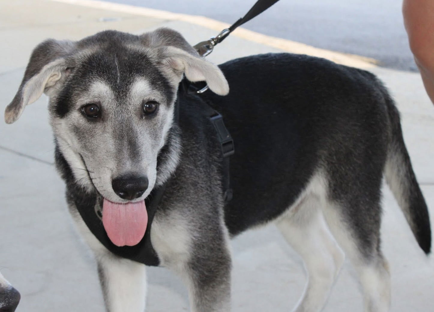 adoptable Dog in Holly Springs, NC named Tyler
