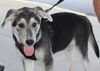 adoptable Dog in  named Tyler