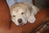 Luke Pup
