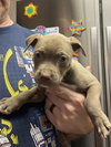 Poppy (P Litter)