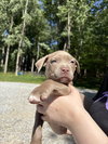 Poppy (P Litter)