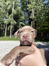 Poppy (P Litter)