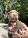 Poppy (P Litter)