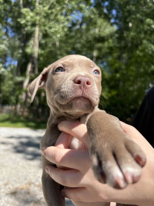 Poppy (P Litter)