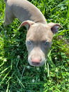 Poppy (P Litter)