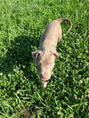 Poppy (P Litter)