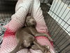 Poppy (P Litter)