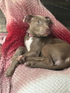 Poppy (P Litter)