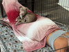 Poppy (P Litter)