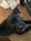 Pippa (P Litter) - Adoption Pending
