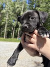 Pippa (P Litter)