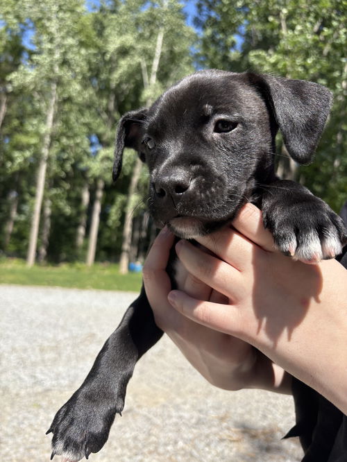 Pippa (P Litter)