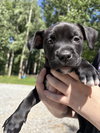 Pippa (P Litter) - Adoption Pending