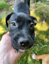 adoptable Dog in  named Pippa (P Litter) - Adoption Pending
