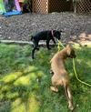 Pippa (P Litter) - Adoption Pending