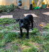 Pippa (P Litter) - Adoption Pending