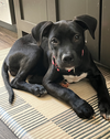 Pippa (P Litter) - Adoption Pending