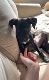 Pippa (P Litter) - Adoption Pending