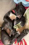 Pippa (P Litter) - Adoption Pending