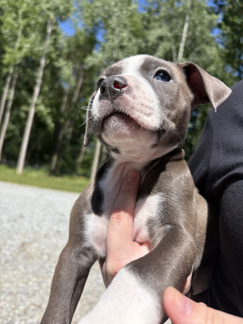 Petunia (P Litter)