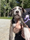 Petunia (P Litter)