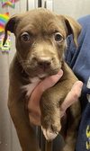 Peggy (P Litter)