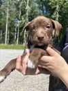 Peggy (P Litter)