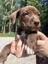 Peggy (P Litter)