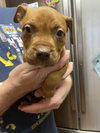 Pablo (P Litter)