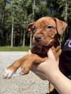 Pablo (P Litter)