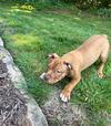 Pablo (P Litter)