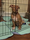 Pablo (P Litter)