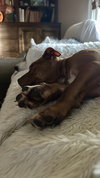 Pablo (P Litter)